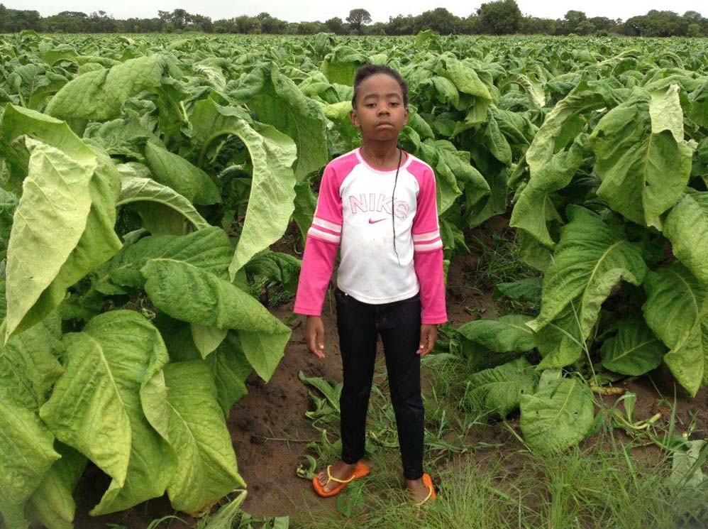 Tobacco farming has transformed the lives of many since the launch of the land redistribution programme which benefited previously marginalized locals. 