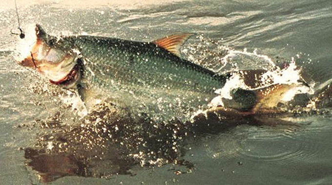 Kariba tiger tournament gets greenlight