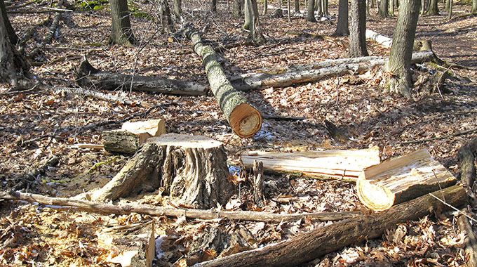 Cutting down trees backfires for villagers