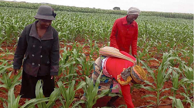 Tuli-Lushongwe is part of 10 irrigation schemes in Matabeleland South province that have benefited under the FAO smallholder irrigation support programme