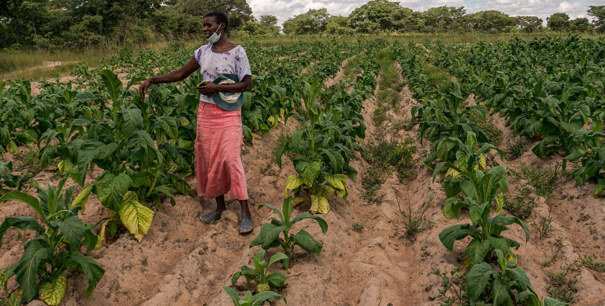 Tobacco uptake declines by 28 percent