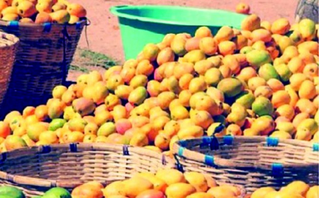 Climate change is making it clear that maintaining and increasing agro-biodiversity is fundamental in building a resilient agricultural system