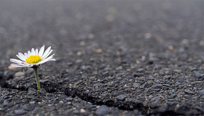 Zim: A flower growing from concrete