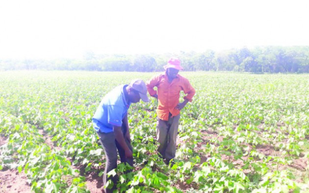 The Hlupo brothers inspecting their cotton crop in Chesa, Mt Darwin in the Mashonaland Central Province