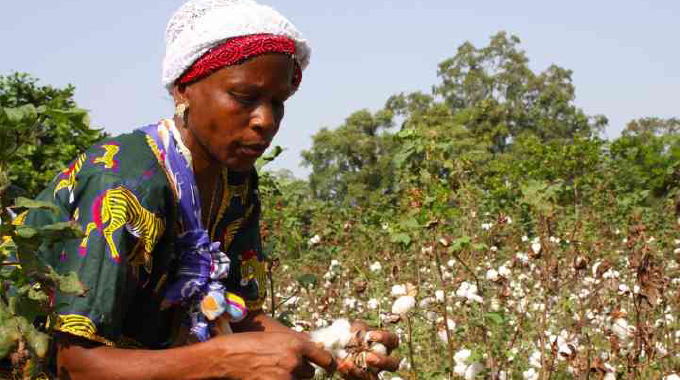 El Niño  drought could weigh on cotton output