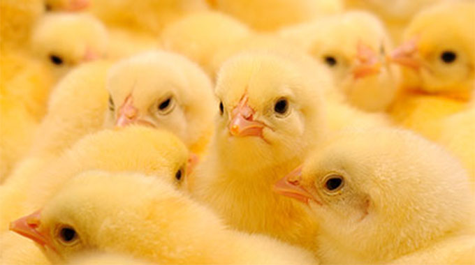 Govt gets plaudits for destroying smuggled chicksw