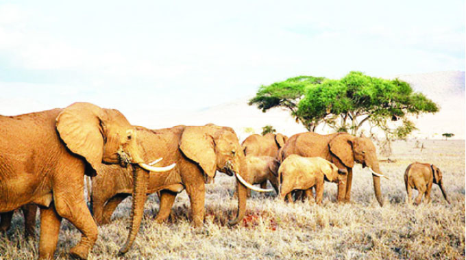 Drought triggers elephant mass movement