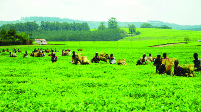 Tanganda bemoans late onset of rains
