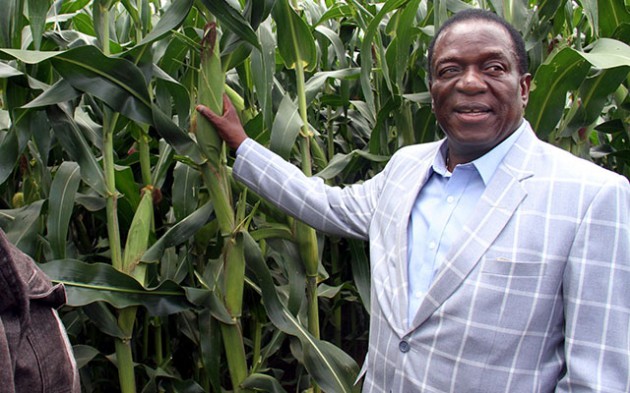 Vice President Emmerson admire a maize crop during a tour of Doreen's Pride Farm in Kadoma yesterday. Picture by John Manzongo