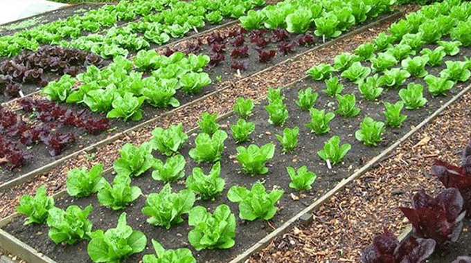 Vegetable gardening facts you need to know