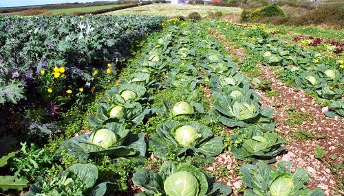 NEW: ‘Off-season vegetable production way to go’
