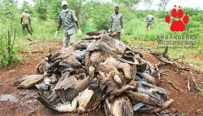 87 endangered vultures poisoned by poachers in Mozambique