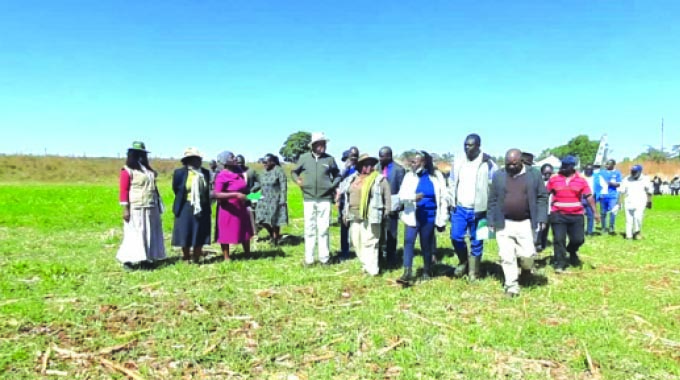 Zim poised to surpass wheat planting target