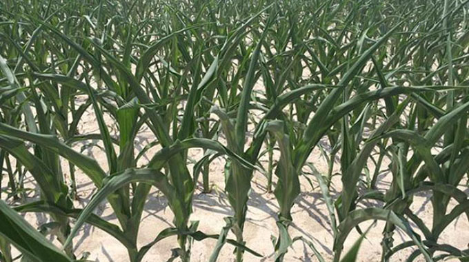 Looking Back: Still time to plant alternative crops to take advantage of late rains