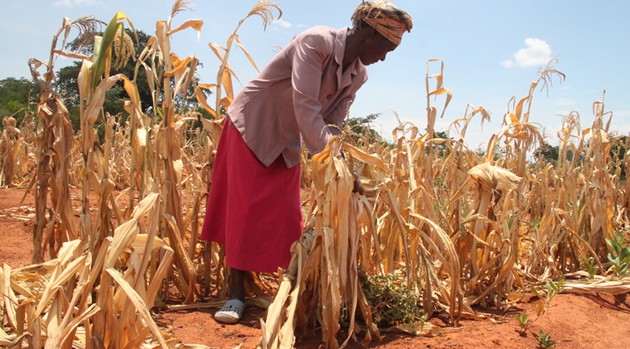 Mrs Winnie Chisi looks at the remainder of her crop in drought-stricken Zaka