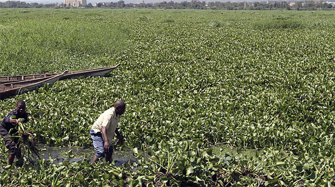 Congo uses water hyacinth’s properties to fight pollution