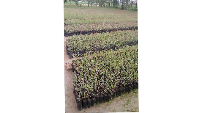 Mazowe in massive afforestation