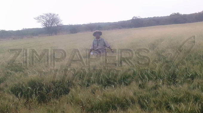 Marondera female commercial farmer commends Govt