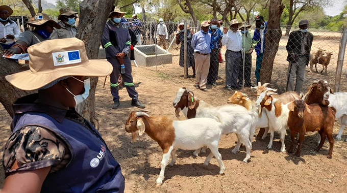 Goat improvement centre for Rushinga