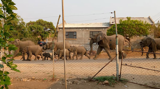 Kariba woman attacked by elephants