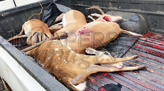 Treetop Security official arrested for poaching