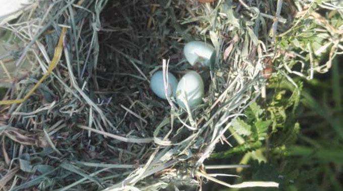 Efforts intensify to control quelea bird menace