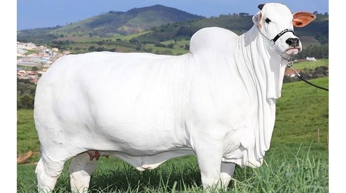 World’s most expensive cow sets new Guinness World Record