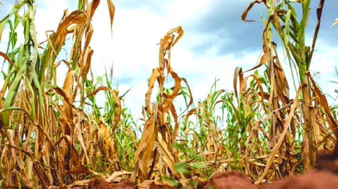 Scorching El Niño withering maize crop