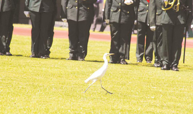 An egret marches past defence forces members during Zimbabwe Defence Forces Day celebrations in Harare yesterday. — Picture by Tawanda Mudimu
