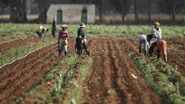 Zim-farm7