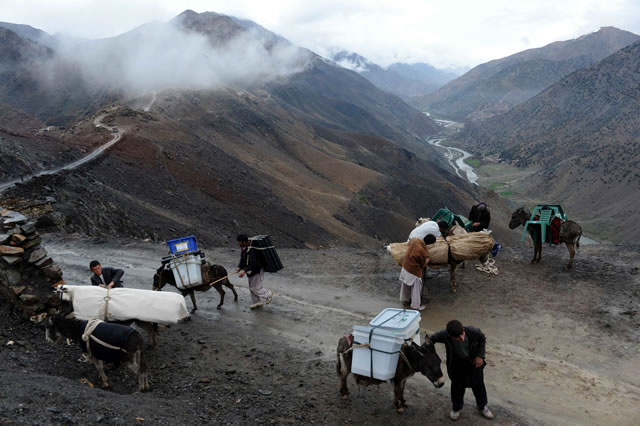 afghan
