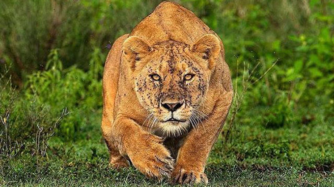 Lion mauls Gache Gache woman