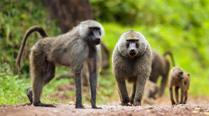 Leadership skills from baboons