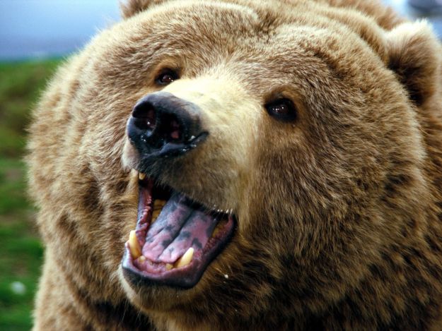 Bear kills three