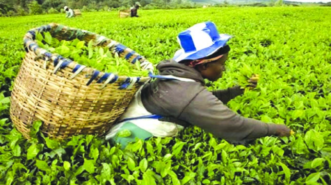 Ariston’s mitigatory measures pay off as tea production surges to 1 830 tonnes
