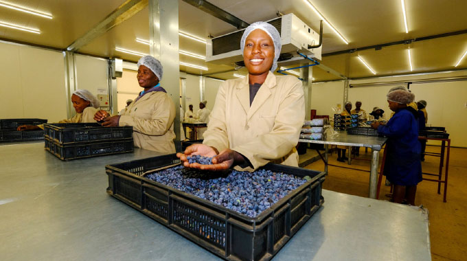 Zimbabwe’s agricultural markets, recovery, resilience and road ahead.