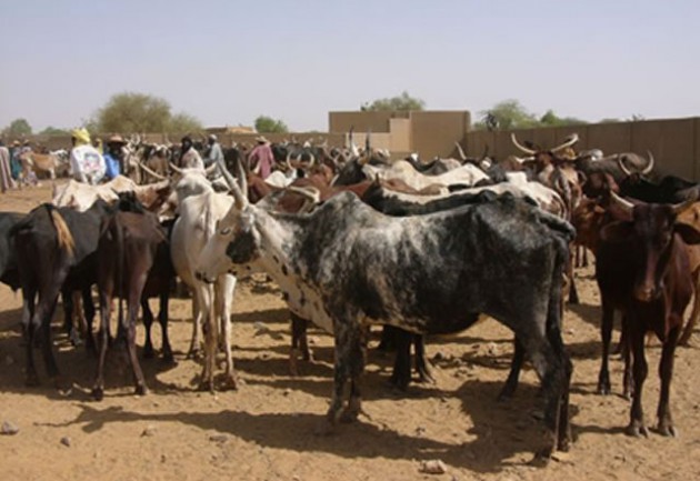 cattle