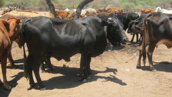 FAO yotsigira kurima neus$4m