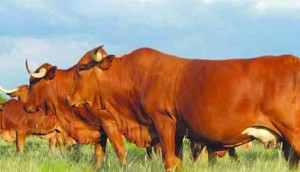 cattle20feb