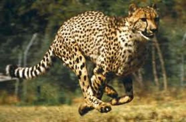 Ziva: Dindingwe