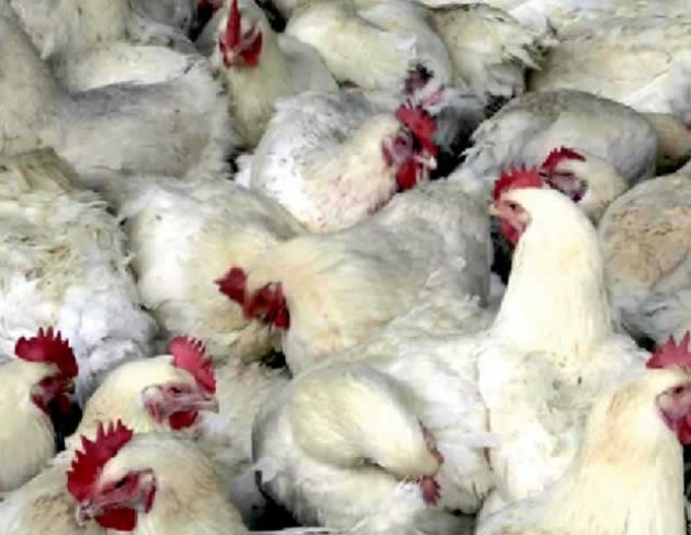 The tragedy of Council’s decision to ban backyard poultry-rearing will cause untold suffering, especially on female-headed families, as they rely on such income-generating projects to put food on the table
