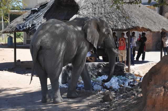A bull elephant going through the dustbins while imbibers shoot videos and photos at Chirundu Shopping Centre