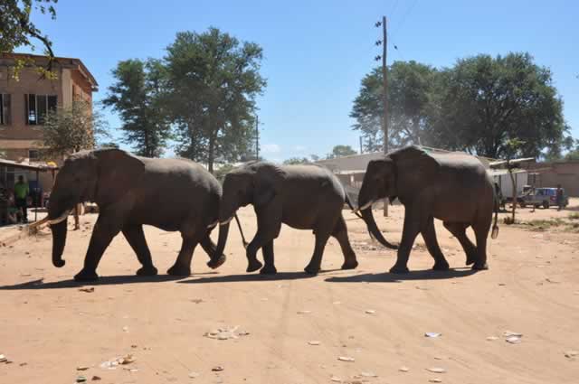 The bull elephant popularly known as Nhekede leading some “recruits” in a food hunt. — (Pictures by Sydney Kawadza)
