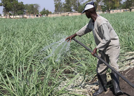 Chisumbanje’s Green Revolution