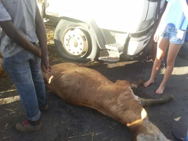 AT least 20 people were injured, while four cattle were killed. Pictures by Tendai Gutikwa and Tinashe Hazvide