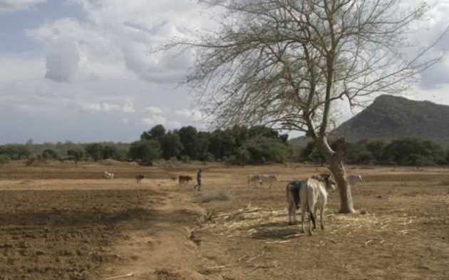 Without adaptation, Zimbabwe’s rain-dependent agricultural yield could drop by 50 percent, affecting millions of smallholder farmers, 70 percent of whom are women 