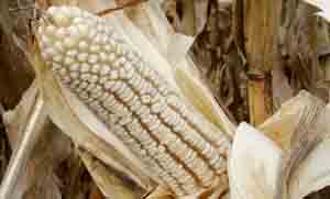 50 000t maize set aside for drought relief