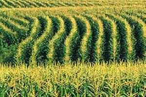Sand dams could be the answer to water woes in drought