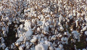 cottonfield03june