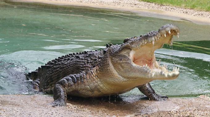 Woman, baby die in crocodile attack